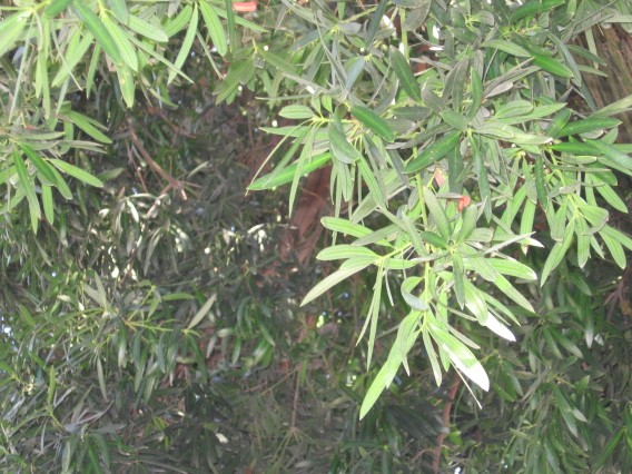 Podocarpus macrophyllus / Podocarpo a foglie grandi